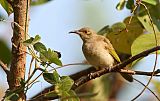 Brown Honeyeaterborder=